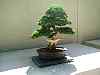 bonsai19.jpg
